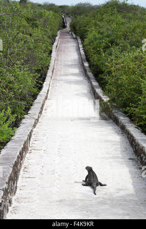 Marine Iguana (Amblyrhynchus cristatus hassi) marchant sur le chemin de Puerto Ayora à la plage de Tortuga Bay dans les îles Galapagos, Equateur Banque D'Images