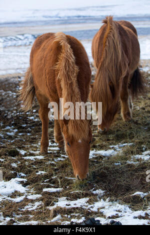 Portrait d'un cheval islandais en hiver Banque D'Images