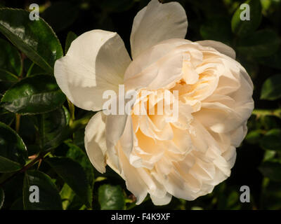 Blooming Rose Bush, USA Banque D'Images