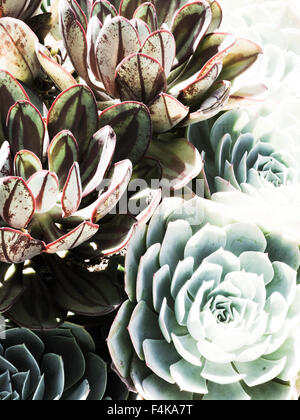 Les plantes succulentes, USA Banque D'Images