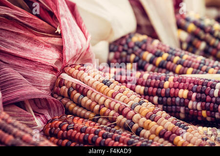 Indian Corn colorés en automne Banque D'Images