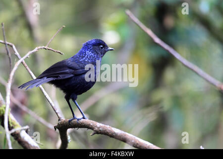 Sifflement brillant Bicknell (Myophonus melanurus) à Sumatra, Indonésie Banque D'Images