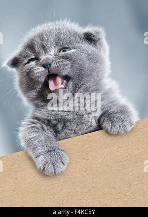 Funny kitty avec carton vide. Animaux portrait Banque D'Images