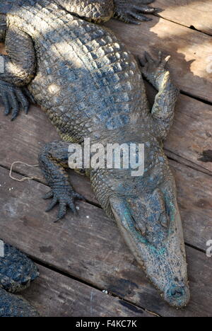 Saltwater Crocodile à un village flottant sur la rivière Tonle Sap, au Cambodge Banque D'Images