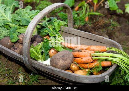 Les légumes fraîchement récoltés dans un jardin trug Banque D'Images