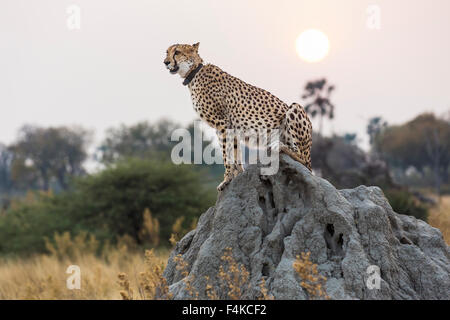 Femme Guépard (Acinonyx jubatus) assis sur une termitière au coucher du soleil, Sandibe Camp, Okavango Delta, Botswana, Afrique du Sud Banque D'Images