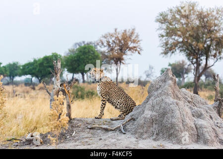 Le Guépard (Acinonyx jubatus) en proie à un essaim de mouches assis par une termitière, Sandibe Camp, Okavango Delta, Botswana, du Kalahari, en Afrique australe Banque D'Images