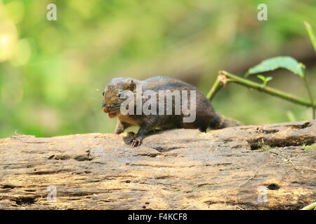 Trois-sol rayé (Pachycephala insignis) du Mt.Kerinci, Sumatra, Indonésie Banque D'Images