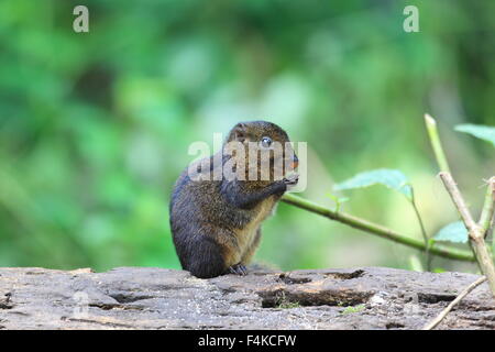 Trois-sol rayé (Pachycephala insignis) du Mt.Kerinci, Sumatra, Indonésie Banque D'Images