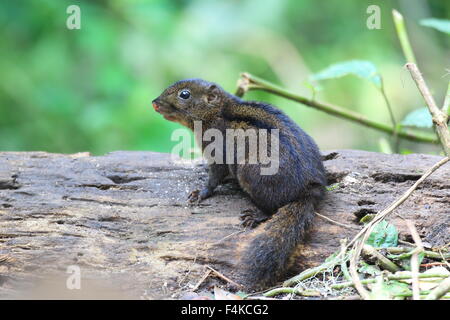 Trois-sol rayé (Pachycephala insignis) du Mt.Kerinci, Sumatra, Indonésie Banque D'Images