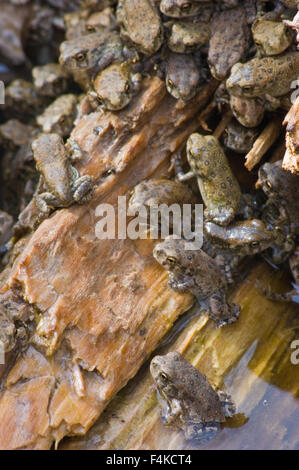 Woodhouse, crapauds nouvellement métamorphosés (Anaxyrus woodhouseii), Rio Grande bosque à Albuquerque, Nouveau Mexique, USA. Banque D'Images