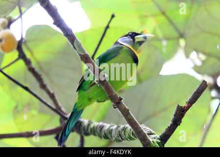 Fire-touffes Barbet (Psilopogon pyrolophus) à Sumatra, Indonésie Banque D'Images