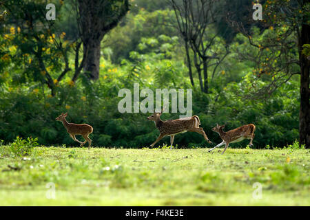 Spotted Deers traversant la forêt verte Banque D'Images