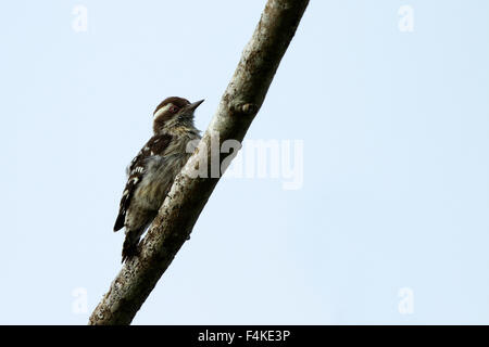 Le gris-capped pygmy woodpecker (Picoides canicapillus) est une espèce d'oiseaux d'Asie dans la famille pic (Picidae). Banque D'Images