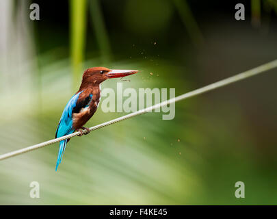 Le Kingfisher Halcyon smyrnensis) (aussi connu comme le martin-pêcheur à ventre blanc ou Smyrne martin-pêcheur. Banque D'Images