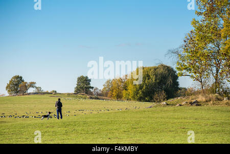 Homme marchant un chien au cours de l'automne à Himmelstalund à Norrkoping, Suède Banque D'Images