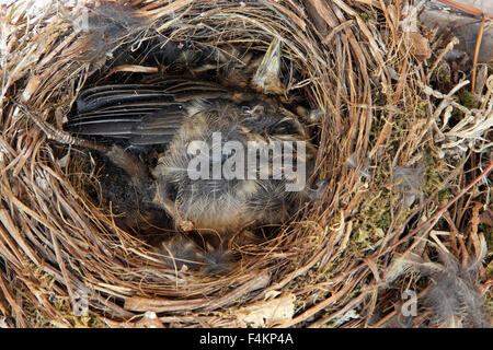 Blackbird nid en poussins morts Banque D'Images