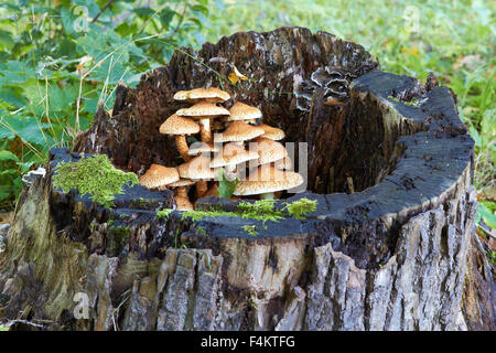 Souche d'arbre avec des champignons et de la mousse Banque D'Images