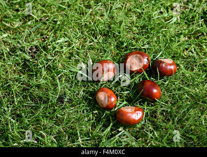 À partir de l'automne conkers chataignier sur pelouse Banque D'Images