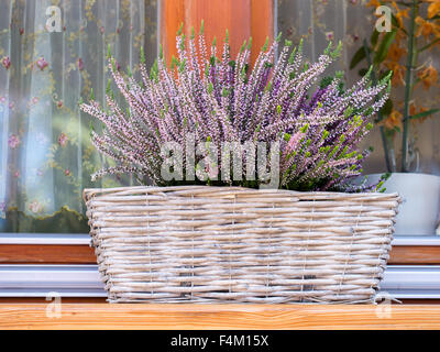 Panier en osier avec Heather lilas on windowsill Banque D'Images