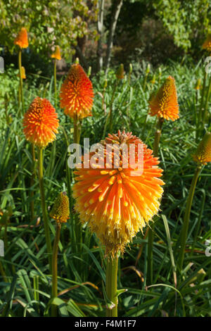 Red Hot Poker fleurs, Kniphofia, originaire d'Afrique. Banque D'Images