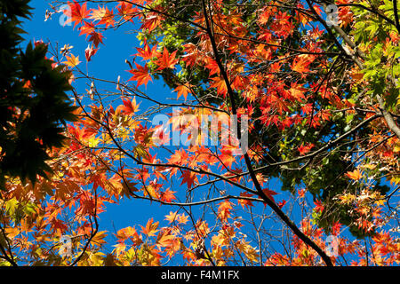 Acer, feuilles d'Érable, l'automne contre le ciel bleu Banque D'Images