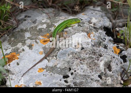 Lézard des murailles sicilien, siciliens, Wall-Lizard waglerianus Sizilianische Mauereidechse, Podarcis, Podarcis wagleriana Banque D'Images