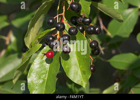 American Bird Cherry, de cerise noire, de fruits, Späte, Trauben-Kirsche Traubenkirsche, Früchte, Prunus serotina, Cerisier tardif Banque D'Images
