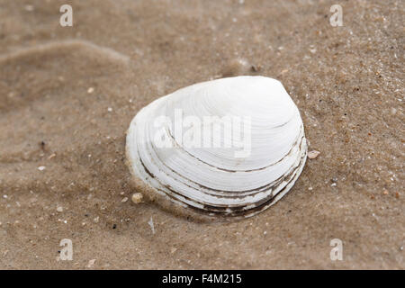 Sillon clam shell, poivré, sable, attendant d Pfeffermuschel Pfeffermuschel Große, flache, Scrobicularia plana, Scrobicularia piperata Banque D'Images