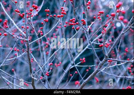 L'Ilex verticillata Houx verticillé (). La mi-shot de branches d'hiver avec les fruits rouges. Décembre. Gloucestershire UK. Banque D'Images