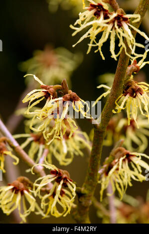 Hamamelis x intermedia 'Limelight' (Witch Hazel). Close up de fleurs jaunes. Février. Gloucestershire UK. Banque D'Images