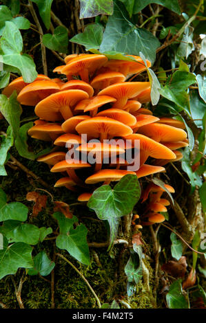 Flammulina Velutipes (Velvet Shank) demi-coup de champignons poussant sur le tronc d'arbre décembre Gloucestershire Royaume-Uni Banque D'Images