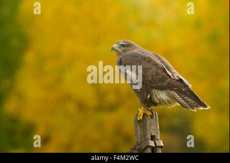 Buse variable (Buteo buteo) perché sur ancienne porte poster Banque D'Images