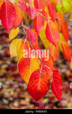 Viburnum, belles feuilles automnales rouges feuilles d'automne changeant de couleur de rouge à jaune Banque D'Images