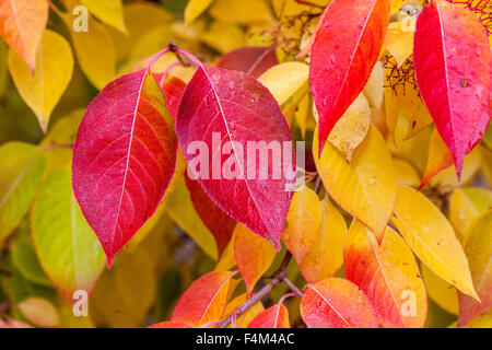 Feuilles automnales de Viburnum sur branche, rouge-jaune automne coloré, Foliage Viburnum prunifolium Banque D'Images