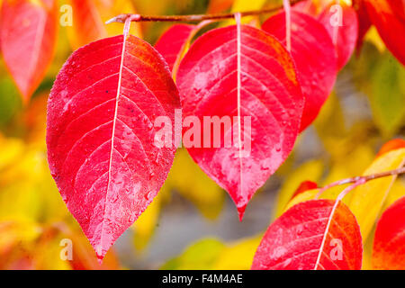 Viburnum prunifolium feuilles automnales rouges Stag Bush Viburnum feuille automnale rouge Banque D'Images