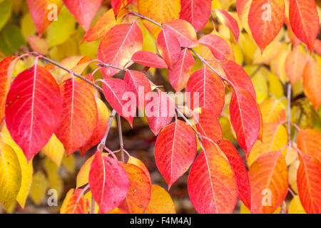 Viburnum rouge automne laisse le fond changer de couleurs - à jaune Banque D'Images