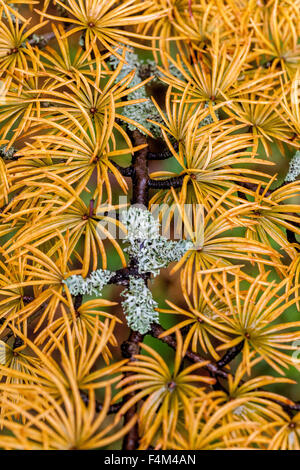 Meleze Pseudolarix amabilis lichen doré Banque D'Images