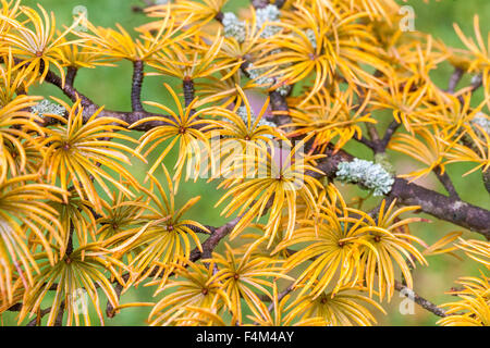 Meleze Pseudolarix amabilis automne doré Banque D'Images