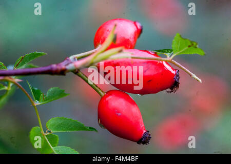 Les Cynorrhodons, Dog Rose, rosa canina, fruits rouges Banque D'Images