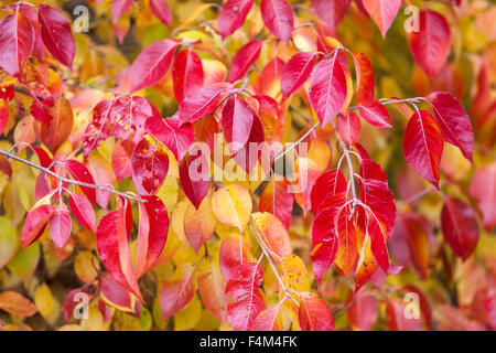 Viburnum prunifolium le feuillage attrayant devient rouge-pourpre à l'automne feuilles d'automne arrière-plan Banque D'Images