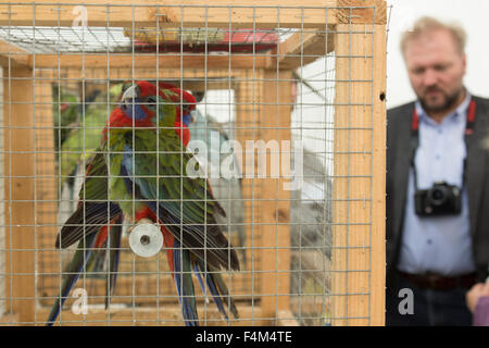 Les perroquets en cage au juste Banque D'Images