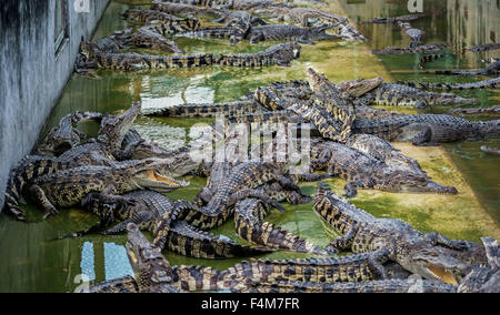 Samut Prakan, Thaïlande. 13 Oct, 2015. Les crocodiles dans leur boîtier sur une ferme de crocodile à Talca, Thaïlande, 13 octobre 2015. La ferme à Puente Alto est l'un des plus grands du monde. Photo : Ian Robert Knight/dpa/Alamy Live News Banque D'Images