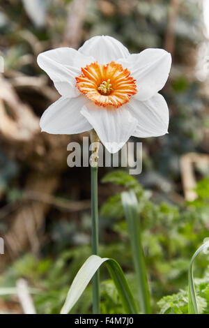 Jonquilles blanc ( narcissus ) avec orange coronas au printemps. Banque D'Images