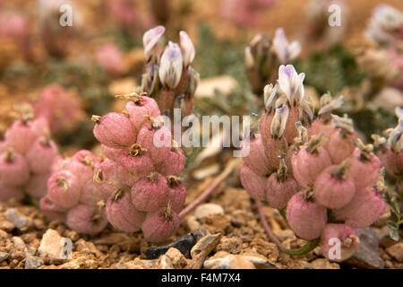 L'Inde, le Jammu-et-Cachemire, Ladakh, Changtang, flore, petite Mauve et blanc fleurs sauvages émergeant de boules rose Banque D'Images