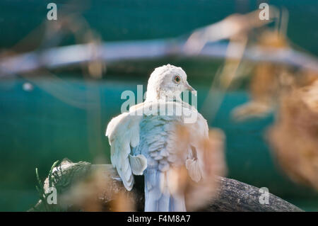 Ring-Necked Dove se retourne vers la caméra, tout en restant perché sur sa branche. Banque D'Images