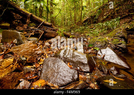 Rainforest marbre dans l'oeil du prince de San Blas, à proximité de réserve naturelle de Burbayar, province de Panama, République du Panama. Banque D'Images