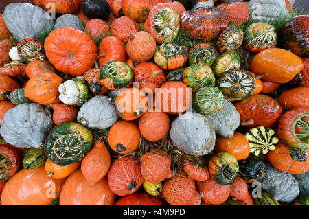 Altenhagen, Allemagne. 15 Oct, 2015. Diverses variétés de citrouille sont parmi les quelque 20 000 modèle mis en vente au Altenhagen, Allemagne, 15 octobre 2015. Un agriculteur présente 130 variétés de citrouille de la près de 1 000 dans le monde actuel dans sa grange. La citrouille saison se termine à la fin du mois d'octobre autour de l'Halloween. Photo : HOLGER HOLLEMANN/dpa/Alamy Live News Banque D'Images