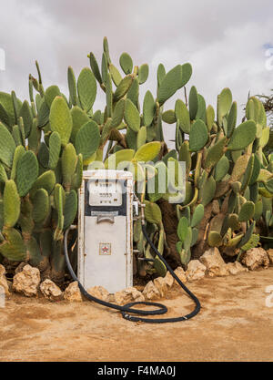 La pompe à gaz et cactus, Solitaire, un petit village dans la région du centre de la Namibie Khomas, Afrique Banque D'Images