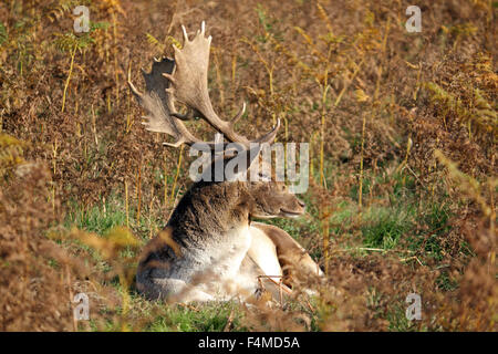 Bushy Park, Londres SW. 20 octobre 2015. Un magnifique cerf rouge cerf reposant dans la fougère bénéficie de la chaleur du soleil de l'après-midi, sur un beau jour à Bushy Park dans le sud-ouest de Londres. Credit : Julia Gavin UK/Alamy Live News Banque D'Images